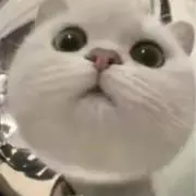 endoumameの画像