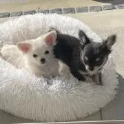 Snow &Sunny