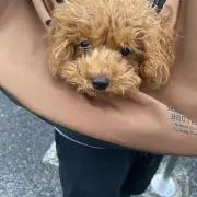 アグレッシブの画像