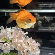 たなかの画像