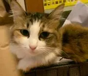 ティー