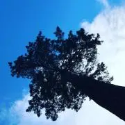 そみるくの画像