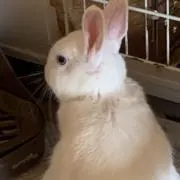 さおちゃん