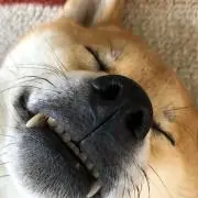 ぱおーんの画像