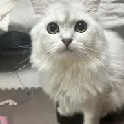 バロンの画像