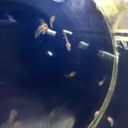 Mの画像