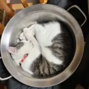 ミク太の画像