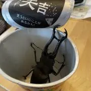 虫
