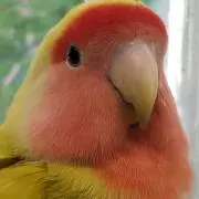 ルーの画像
