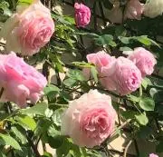 ナナンの画像