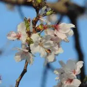 やあや✴︎プロフ必読✴︎の画像
