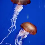 すーの画像