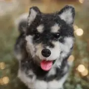 dudisndbd