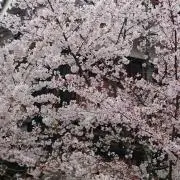 さくらぜぶら