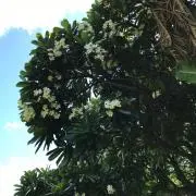 ミミの画像
