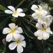 とんの画像