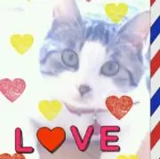 デチコSHOP売り切りです。の画像