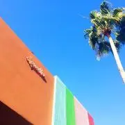 cocoの画像