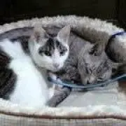 猫Love