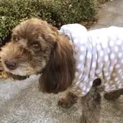 どきんちゃんの画像
