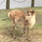 さくらの画像