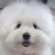 채 （プロフ必読）の画像