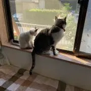 りんあん