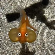 金魚ちゃんの画像