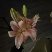 bibi775の画像