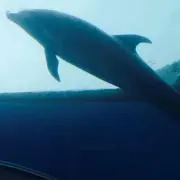 cocoaの画像