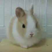 ももちゃ♪の画像
