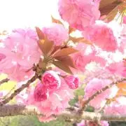 m.m177の画像