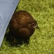 うず☆ちよ