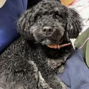なつこの画像