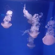 オータムの画像