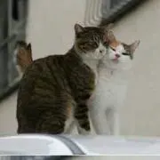 ☆ロシ☆の画像