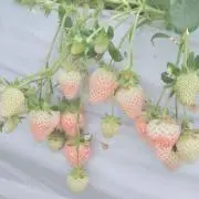 こんぺいとうちゃん
