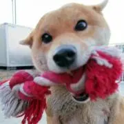ひーたんママ
