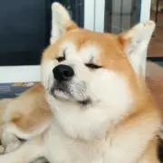 がーちゃん
