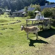 ここりのの画像