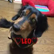 LEOママ