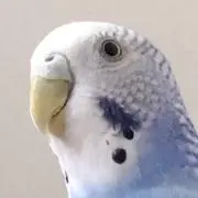 はくあお　プロフィール必読の画像