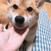 でこすけの画像