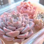 調整中の画像