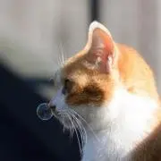 クニの画像