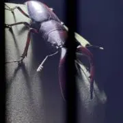 狐の画像
