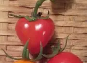 mikanの画像