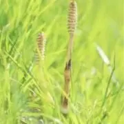 つくしんぼの画像