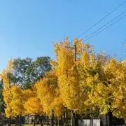 楽らく