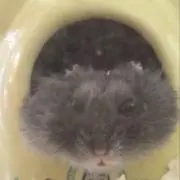 ひまじゃないひま人
